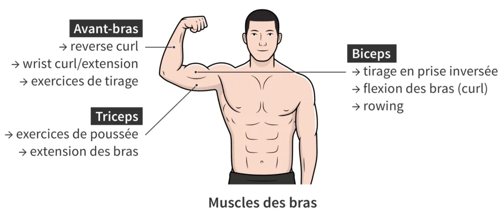 Groupes Musculaires des Bras